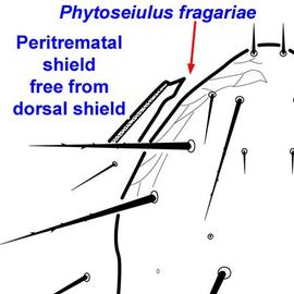  Phytoseiulus fragariae  distal peritrematal shield (female)