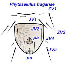  Phytoseiulus fragariae  female ventrianal shield and ventral setation