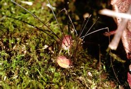 Male guarding female during oviposition (HCP)