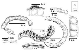  Fruit:  A. racemiflora  (Donnell Smith) R.C. Barneby & J.W. Grimes - 1st row top and 3rd row bottom fruits, 3rd row top seed in situ, 2nd row center dehiscent fruit, far right seed chambers, 2nd row top partial fruit showing open ventral suture, 2nd row bottom ventral suture, and 1st row bottom dorsal suture.
