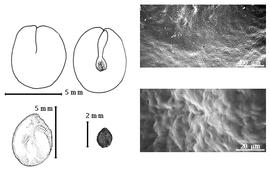  Seed, cotyledon, embryo, and testa:  A. racemiflora  (Donnell Smith) R.C. Barneby & J.W. Grimes - top left cotyledon concealing radicle (L) and embryonic axis (R), bottom left seed topography, bottom left center seed, and testa SEMs.
