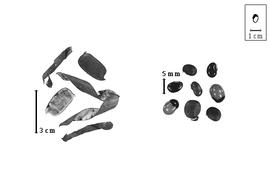  Fruit and seed:  A.  spp. - fruits, valves, and seeds.
