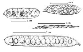  Fruit and seed:  A. dunnii  Turrill - top right fruit;  A. gentlei  Standley - right center fruit;  A. glomerosa  G. Bentham - bottom fruit;  A. riparia  K.S. Kunth - top left seeds in situ.
