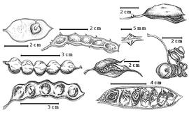  Fruit and seed:  A. aroma  Gillies - left center fruit;  A. choriophylla  G. Bentham - top right fruit;  A. cincinnata  F.J.H. von Mueller - right center fruit;  A. cornigera  (C. Linnaeus) C.L. von Willdenow - center fruit;  A. dunnii  Turrill - bottom right seeds in situ;  A. laeta  R. Brown ex G. Bentham - top center seed in situ;  A. bindheineri  G. Bentham - top left fruit;  A. nilotica  (C. Linnaeus) C.L. von Willdenow ex Delile subsp.  kraussiana  (G. Bentham) J.P.M. Brenan - bottom left fruit.
