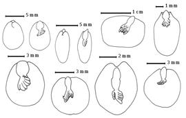  Cotyledon and embryo:  A. berlandieri  G. Bentham - top right center embryonic axis;  A. bidwillii  G. Bentham - bottom right embryonic axis;  A. breviracemosa  Britton & J.N. Rose - bottom right center embryonic axis;  A. coriacea  A.P. de Candolle - top left cotyledons concealing all but tip of radicle (L) and embryonic axis (R);  A. dealbata  Link - top right embryonic axis;  A. heterophylla  C.L. von Willdenow - bottom left center embryonic axis;  A. neriifolia  A. Cunningham ex G. Bentham - top left center cotyledons concealing all but tip of radicle (L) and embryonic axis (R);  A. victoriae  G. Bentham - bottom left embryonic axis.
