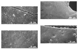  Testa:  A. nebrownii  Burtt Davy - left testa SEMs;  A. harmandiana  (J.B.L.) Gagnepain - top right testa SEM;  A. vestita  Ker-Gawler - bottom right testa SEM.
