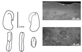  Cotyledon, embryo, and testa:  A. americanus  (T. Nuttall) P.A. Rydberg - embryo, cotyledons, and testa SEMs.
