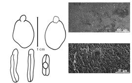  Cotyledon, embryo, and testa:  A. nitens  (J.R.T. Vogel) G. Bentham - embryo, cotyledons, and testa SEMs.
