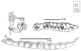  Fruit and seed:  A. abrosperma  F.J.H. von Mueller - top right seeds in situ;  A. bicolor  Moon - top left dehiscent fruit;  A. intermedia  Merrill - bottom dehiscent fruit.
