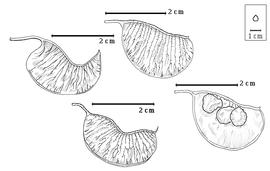  Fruit and seed:  A. garipensis  (E.H.F. Meyer) Torre & Hillcoat - top center fruit, bottom right seeds in situ;  A. pechuelii  (C.E.O. Kuntze) Torre & Hillcoat - top left and bottom center fruits.
