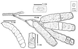  Fruit and seed:  A. patens  (W.J. Hooker & G.A.W. Arnott) J.P.M. Brenan - large image fruit cluster, top center 1-seeded endocarp segment, bottom center seed in situ;  P. spicata  (E.H.F. Meyer) C.B. Presl - bottom left fruit.
