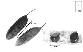  Fruit and seed:  A. reconditum  A.T. Lee - fruits and seeds in situ.
