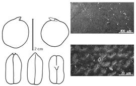  Cotyledon, embryo, and testa:  A. sericea  W.G. Craib - embryo, cotyledons, and testa SEMs.
