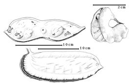  Fruit:  A palembanica  E.G. Baker - top left fruit;  A quanzensis  F.M.J. Welwitsch - bottom fruit;  A.  sp. - top right dehisced fruit.
