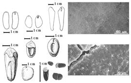  Seed, cotyledon, embryo, and testa:  A. africana  Smith ex C.H. Persoon - 2nd row center arillate seed topography, 3rd row center seed topography with aril removed;  A. javanica  (F.A.W. Miquel) J.J.G. Léonard - 1st row top cotyledon notched and concealing radicle (L) and embryonic axis (R);  A. quanzensis  F.M.J. Welwitsch - 2nd row top cotyledon notched and concealing radicle (L) and embryonic axis (R), testa SEMs;  A. retusa  Kurz - 2nd row bottom nonarillate seed topography;  A.  sp. - 1st row bottom arillate seed topography, 3rd row top cotyledon notched and concealing radicle (L) and embryonic axis (R);  A.  spp. - 3rd row bottom seeds.
