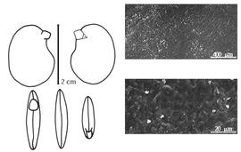  Cotyledon, embryo, and testa:  A. impressa  (S.T. Dunn) R.M. Polhill - embryo, cotyledons, and testa SEMs.
