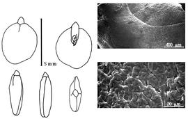  Cotyledon, embryo, and testa:  A. humbertii  (R. Viguier) J.-F. Villiers - embryo, cotyledons, and testa SEMs.
