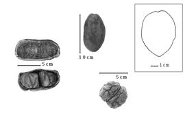  Fruit and seed:  A. latifolia  R. Spruce ex G. Bentham - left and center fruits and right seed.
