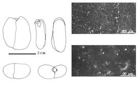  Cotyledon, embryo, and testa:  A. confusa  H. Pittier - embryo, cotyledons, and testa SEMs.
