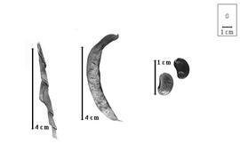  Fruit and seed:  A. bechuanicus  N.E. Brown - left fruit; A. spp. - center fruit and right seeds.
