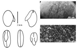  Cotyledon, embryo, and testa:  A. rugosus  (C.L. von Willdenow) A.P. de Candolle - embryo, cotyledons, and testa SEMs.
