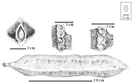  Fruit and seed:  A. andongensis  (F.M.J. Welwitsch ex D. Oliver) Exell & Torre - bottom fruit, top left transverse section through seed chamber, top center and top right longitudinal section of fruit through seed chambers.
