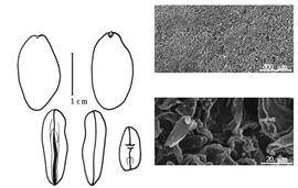  Cotyledon, embryo, and testa:  A. cearensis  (F.F. Allemão e Cysneiro) A.C. Smith - embryo, cotyledons, and testa SEMs.
