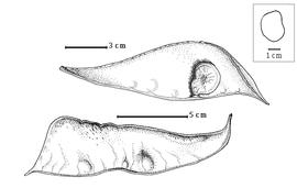  Fruit and seed:  A. nobilis  N. Wallich - top seed in situ, bottom fruit.
