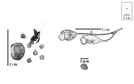  Fruit and seed:  A. medicaginea  A.H.R. Grisebach - left articles and fruit exserted from calyx;  A.  spp. - top right drawing of two fruits and bottom right seed.
