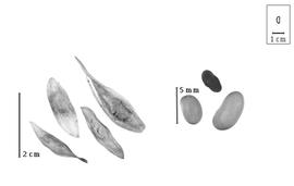  Fruit and seed:  A.  spp. - fruits and seeds.
