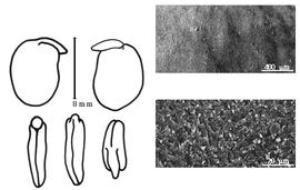  Cotyledon, embryo, and testa:  A. mongolicus  (C.J. Maximowicz) S.-h. Cheng - embryo, cotyledons, and testa SEMs.
