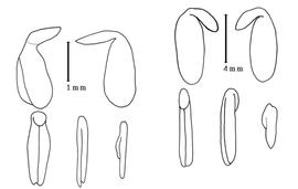  Cotyledon and embryo:  A. cuneifolia  C.F. Ecklon & C.L.P. Zeyher - left embryo and cotyledons;  A. pageae  (H.M.L. Bolus) A.L. Schutte - right embryo and cotyledons.
