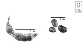  Fruit and seed:  A. foetida  C. Linnaeus - fruit and seeds.
