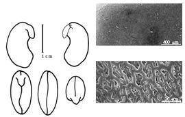  Cotyledon, embryo, and testa:  A. foetida  C. Linnaeus - embryo, cotyledons, and testa SEMs.
