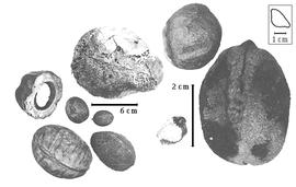  Fruit and seed:  A.  spp - fruits (with and without epicarps and one in transection) and seeds.
