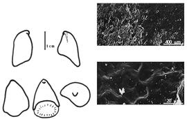  Cotyledon, embryo, and testa:  A. fraxinifolia  G. Bentham - embryo, cotyledons, and testa SEMs.
