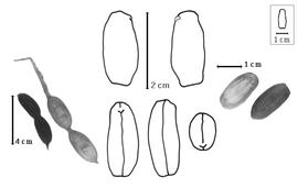  Fruit, seed, cotyledon, and embryo:  A. oligophyllus  (J.G. Baker) E.G. Baker - embryo and cotyledons; A. spp. - fruits and seeds.
