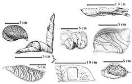  Fruit and seed:  A. crassifolia  (H.E. Baillon) J.J.G. Léonard - 4th row center fruit;  A. fragrans  (E.G. Baker) Exell & Hillcoat - 3rd row top fruit;  A. gracilliflora  H.A.T. Harms - 2nd row seeds in situ;  A. lamprophylla  (H.A.T. Harms) J.J.G. Léonard - 1st row bottom partially dehisced fruit;  A. macrophylla  A.M.F.J. Palisot de Beauvois - 4th row top enrolled valves, 3rd row bottom seed in situ;  A. vignei  (A.C. Hoyle) J.J.G. Léonard - 1st row top partially dehisced fruit, 4th row bottom seed in situ.
