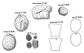  Seed, cotyledon, and embryo:  A. cladanthea  (H.A.T. Harms) J.J.G. Léonard - top left seed topography;  A. gracilliflora  H.A.T. Harms - top right seed topography;  A. lamprophylla  (H.A.T. Harms) J.J.G. Léonard - top center seed topography, bottom right center cotyledons notched and concealing poorly formed radicle (above) and embryonic axis (below);  A. macrophylla  A.M.F.J. Palisot de Beauvois - bottom far left seed topography, bottom far right cotyledons notched and concealing poorly formed radicle (above) and embryonic axis (below);  A . spp. - bottom left center seeds.
