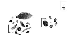  Fruit and seed:  A.  spp. - fruits and seeds.
