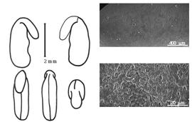  Cotyledon, embryo, and testa:  A. hermanniae  C. Linnaeus - embryo, cotyledons, and testa SEMs.
