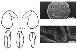  Cotyledon, embryo, and testa:  A. abyssinica  A. Richard - embryo, cotyledons, and testa SEMs.
