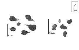  Fruit and seed:  A.  spp. - fruits (closed and dehisced) with calyx and seeds.
