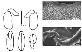  Cotyledon, embryo, and testa:  A. ericoides  (É.P. Ventenat) G. Don - embryo, cotyledons, and testa SEMs.
