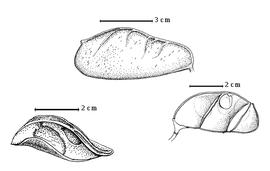  Fruit and seed:  A. cynometroides  D. Oliver - right seed in situ and bottom left enrolled valve; A. margininervius J.J.G. Léonard - top fruit.
