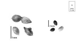  Fruit and seed:  A. biarticulatum  (C. Linnaeus) F. Gagnepain - fruits (1- and 2-seeded; 1-seeded with calyx and petal) and seeds.
