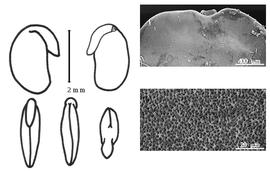  Cotyledon, embryo, and testa:  A. biarticulatum  (C. Linnaeus) F. Gagnepain - embryo, cotyledons, and testa SEMs.
