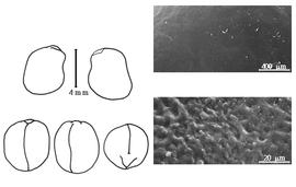  Cotyledon, embryo, and testa:  A. americana  F.K. Medikus - embryo, cotyledons, and testa SEMs.
