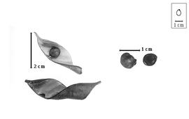  Fruit and seed:  A.  spp. - fruits and seeds.
