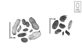  Fruit and seed:  A.  spp. - fruits, valve, and seeds.
